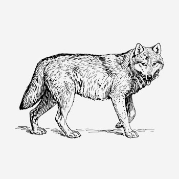 Wolf, animal illustration. Free public | Free Photo Illustration - rawpixel