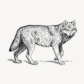 Wolf, animal illustration vector. Free | Free Vector Illustration - rawpixel