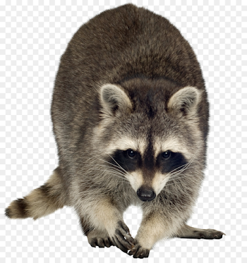 Wolf Cartoon png download - 1219*1280 - Free Transparent Raccoon ...