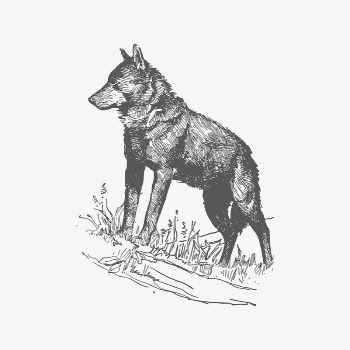 Wolf clipart, drawing illustration vector. | Free Vector Illustration - rawpixel