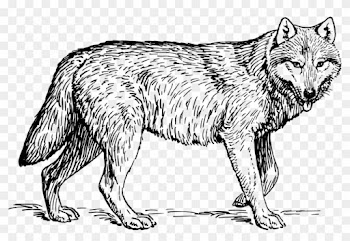 Wolf Clipart Wolf Clip Art Image - Gray Wolf Coloring Pages