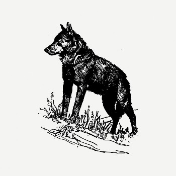 Wolf collage element, vintage illustration | Free PSD Illustration - rawpixel
