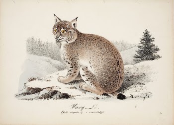 Wolf-coloured lynx in winter coat, | Free Photo - rawpixel