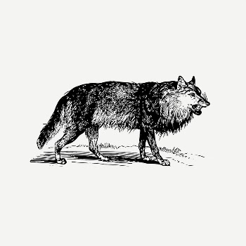 Wolf drawing, vintage illustration psd. | Free PSD - rawpixel