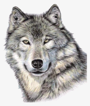 Wolf Face PNG, Transparent Wolf Face PNG Image Free Download - PNGkey