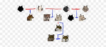 Wolf Family Tree - Domestic Short-haired Cat