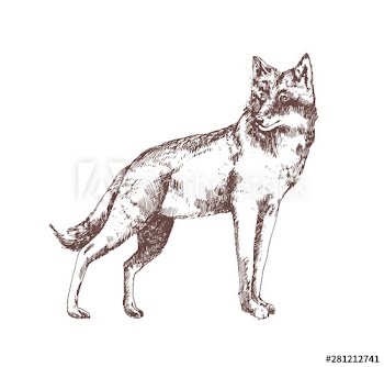 Wolf hand drawn with contour lines on white background