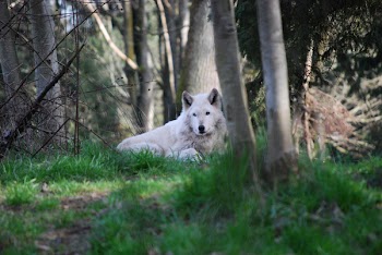 Wolf.jpg