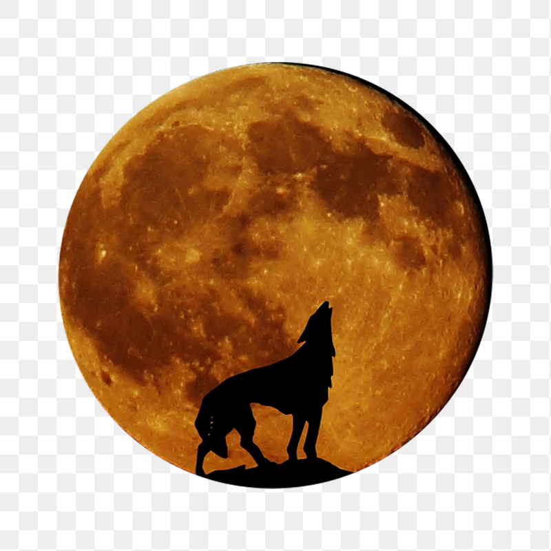 Wolf & moon png sticker, | Free PNG - rawpixel