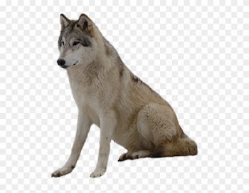 Wolf Png Clip Art - Wolf With Transparent Background