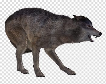 Wolf Poses , grey animal in close-up graphy transparent background PNG clipart