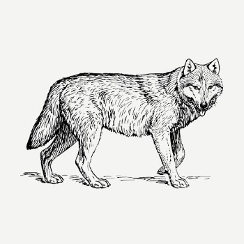 Wolf, wild animal illustration psd. | Free PSD Illustration - rawpixel