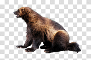 Wolverine animal png 5 » PNG Image