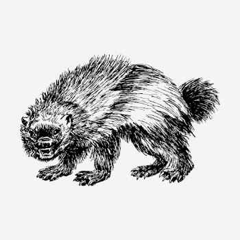 Wolverine drawing, vintage wildlife illustration. | Free Photo - rawpixel