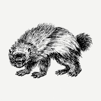 Wolverine drawing, vintage wildlife illustration | Free PSD - rawpixel