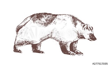 Wolverine or carcajou hand drawn with contour lines on white background