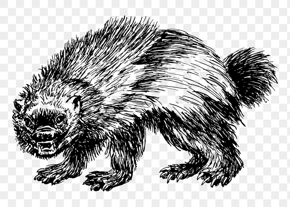 Wolverine png sticker, vintage animal | Free PNG - rawpixel