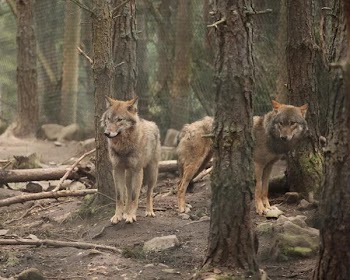 wolves.jpg