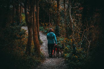 Woman Beside Dog Walking in the Forest Under Tall Trees at Daytime