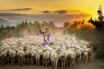 Woman Carrying A Sheep