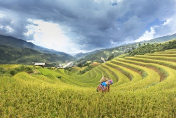 Woman Carrying Brown Basket Surrounded By Rice Field