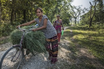Woman carrying grass on bicycle, | Free Photo - rawpixel