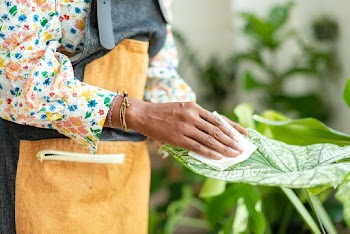 Woman cleaning the leaf of potted plant | Free stock photo | High Resolution image