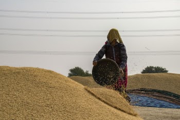 Woman Dropping Seeds on Pile