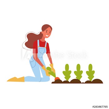 Woman farmer harvesting carrot