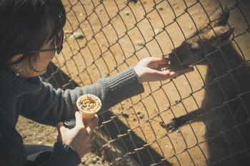 Woman Feeding Kangaroo