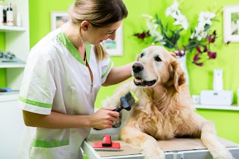 Woman getting Golden Retriever fur care at dog parlour 