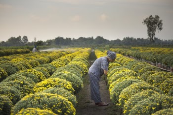 Woman Harvesting