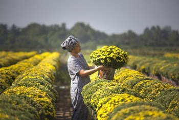 Woman Harvesting Yellow Flowers in Garden