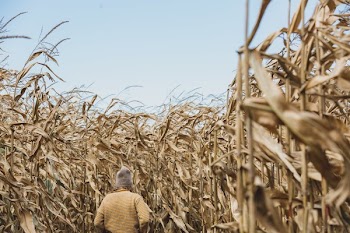 Woman Hiking Through Fall Harvest Field