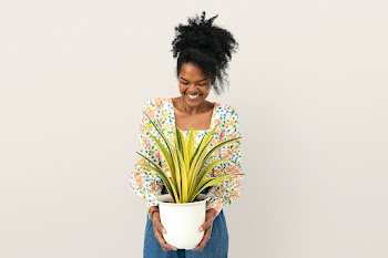 Woman holding a potted spider plant | Free stock photo | High Resolution image