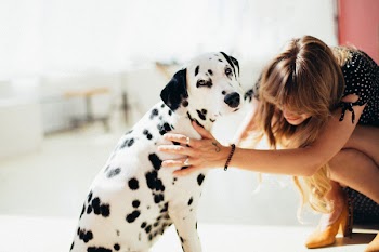 Woman Holding Adult Dalmatian