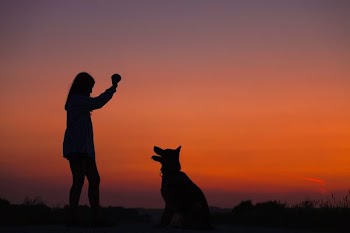 woman holding ball in front of dog silhouette photography