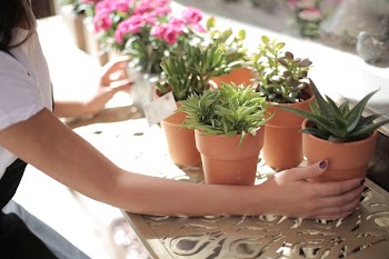 Woman Holding Green Leafed Plant on Pot