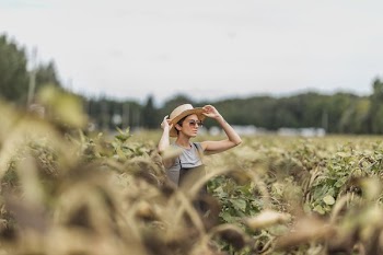 Woman Holding Hat While Standing In Dried Sunflower Field