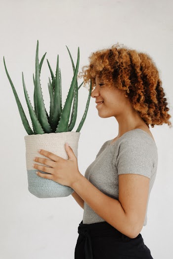 Woman Holding Potted Aloe Vera Plant
