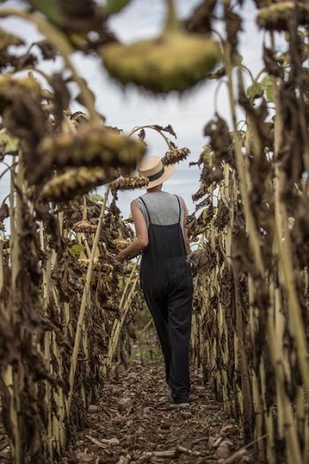 Woman In Between Row Of Sunflower Stems