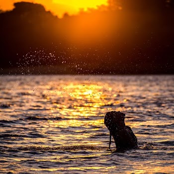 woman in body of water near trees during sunset