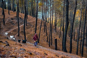 Woman in Red Jacket Walking on Brown Dried Leaves on Forest