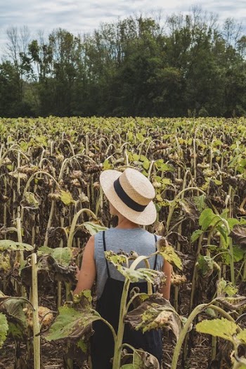 Woman In The Sunflowers