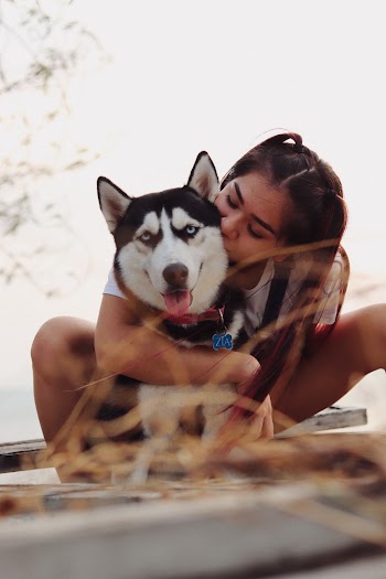 Woman Kissing Black And White Siberian Husky