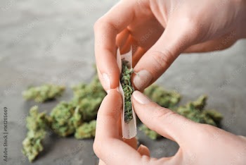 Woman making cigarette with weed bud, closeup