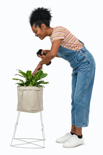 Woman misting a houseplant with a water spray | Free stock photo | High Resolution image