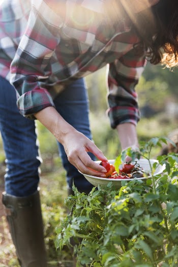 Woman Picking Cherry Tomatoes