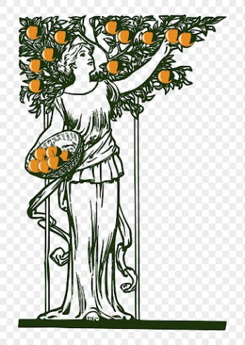 Woman picking oranges png clipart, | Free PNG Illustration - rawpixel