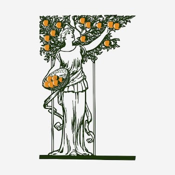 Woman picking oranges, vintage illustration. | Free Photo Illustration - rawpixel